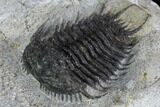 Gondwanaspis Trilobite - Rare species #92500-4
